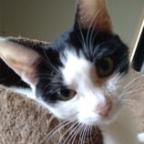 10月20日ひたちなか店に参加するホーリーキャットの保護猫08