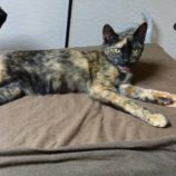 10月20日ひたちなか店に参加するホーリーキャットの保護猫09