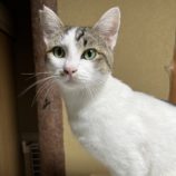 10月20日ひたちなか店に参加するホーリーキャットの保護猫10