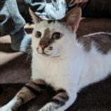 10月20日ひたちなか店に参加するホーリーキャットの保護猫11