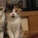 10月20日ひたちなか店に参加するホーリーキャットの保護猫12