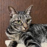 10月20日ひたちなか店に参加するホーリーキャットの保護猫14