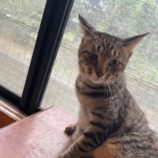 10月20日ひたちなか店に参加するホーリーキャットの保護猫15