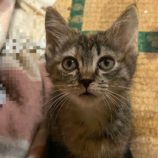 10月20日ひたちなか店に参加するホーリーキャットの保護猫16