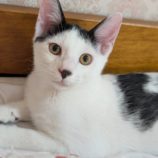 10月20日ひたちなか店に参加するホーリーキャットの保護猫19