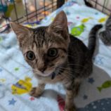 10月20日ひたちなか店に参加するホーリーキャットの保護猫20