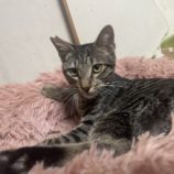 10月20日ひたちなか店に参加するホーリーキャットの保護猫21