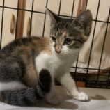 10月20日ひたちなか店に参加するホーリーキャットの保護猫23