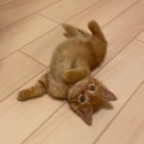 11月2日市原店に参加する花ねこ千葉の保護猫01