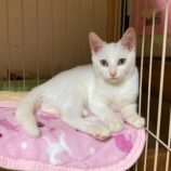 11月2日市原店に参加する花ねこ千葉の保護猫02