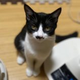 11月2日市原店に参加する花ねこ千葉の保護猫03