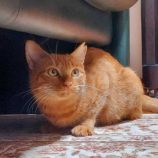 11月2日市原店に参加する花ねこ千葉の保護猫04