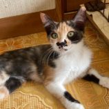 11月2日市原店に参加する花ねこ葉の保護猫05