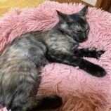 11月2日市原店に参加する花ねこ千葉の保護猫07