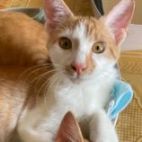 11月2日市原店に参加する花ねこ千葉の保護猫08