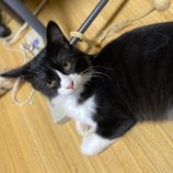 11月2日市原店に参加する花ねこ千葉の保護猫09