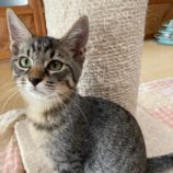 11月2日市原店に参加する花ねこ千葉の保護猫10