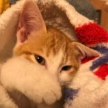 11月2日市原店に参加する花ねこ千葉の保護猫11