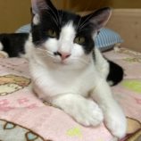 11月2日市原店に参加する花ねこ千葉の保護猫12