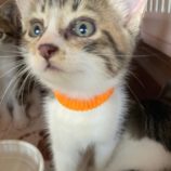 11月2日市原店に参加する花ねこ千葉の保護猫14