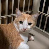 11月2日市原店に参加する花ねこ千葉の保護猫15