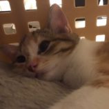 11月2日市原店に参加する花ねこ千葉の保護猫16