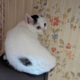 11月2日市原店に参加する花ねこ千葉の保護猫17