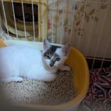 11月2日市原店に参加する花ねこ千葉の保護猫18