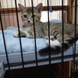 11月2日市原店に参加する花ねこ千葉の保護猫19