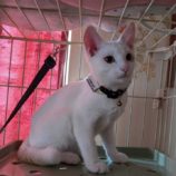 11月2日市原店に参加する花ねこ千葉の保護猫20