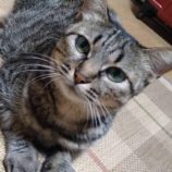 11月2日市原店に参加する花ねこ千葉の保護猫21