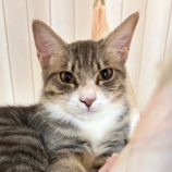 10月26日君津店に参加する富津ねこネットの保護猫02