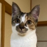 10月26日君津店に参加する富津ねこネットの保護猫03