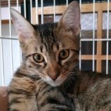 10月26日君津店に参加する富津ねこネットの保護猫04