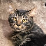 10月26日君津店に参加する富津ねこネットの保護猫05