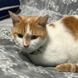 10月26日君津店に参加する富津ねこネットの保護猫06