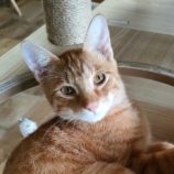 10月26日君津店に参加する富津ねこネットの保護猫07