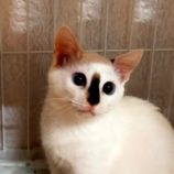 10月26日君津店に参加する富津ねこネットの保護猫08