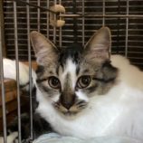 10月26日君津店に参加する富津ねこネットの保護猫09