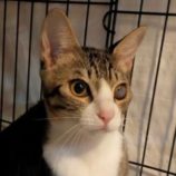 10月26日君津店に参加する富津ねこネットの保護猫10