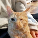 10月26日君津店に参加する富津ねこネットの保護猫11