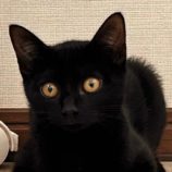 10月26日君津店に参加する富津ねこネットの保護猫12