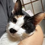 10月26日君津店に参加する富津ねこネットの保護猫13