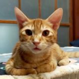 10月26日君津店に参加する富津ねこネットの保護猫14