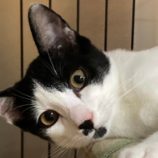 10月26日君津店に参加する富津ねこネットの保護猫15