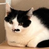 10月26日君津店に参加する富津ねこネットの保護猫16