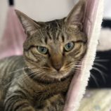 10月26日君津店に参加する富津ねこネットの保護猫17