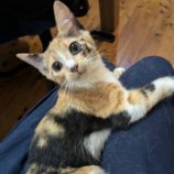 10月26日君津店に参加する富津ねこネットの保護猫18