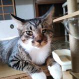 10月26日君津店に参加する富津ねこネットの保護猫19