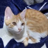 10月26日君津店に参加する富津ねこネットの保護猫20